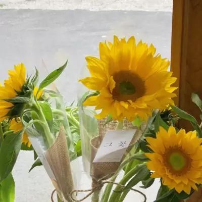 澳门一码一肖一特一中下载手机版