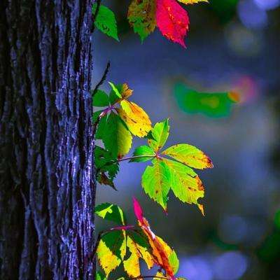 双赢彩票app下载